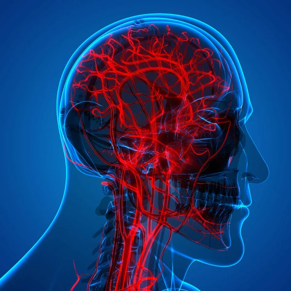 Órgão Central Sistema Nervoso Humano Anatomia Cérebro — Fotografia de Stock