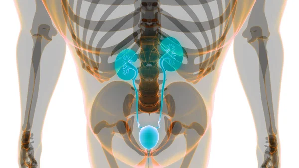 Почки Человека Анатомией Мочевого Пузыря — стоковое фото