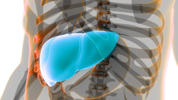 Ludzki Wewnętrzny Organ Trawienny Anatomia Wątroby — Zdjęcie stockowe