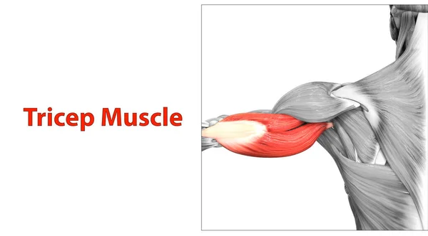 Human Muscular System Arm Muscles Tricep Muscle Anatomy — Stock Photo, Image