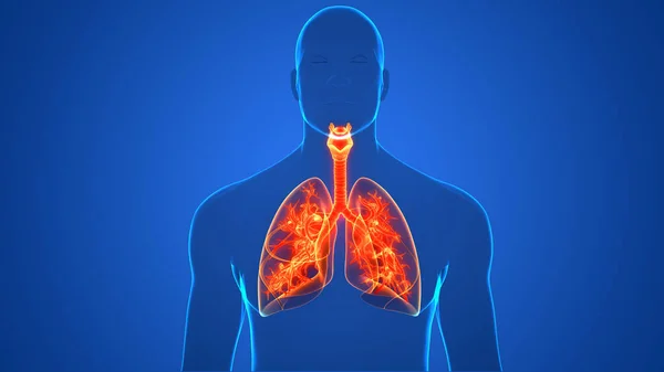 Concepto Anatomía Pulmonar Del Sistema Respiratorio Humano — Foto de Stock