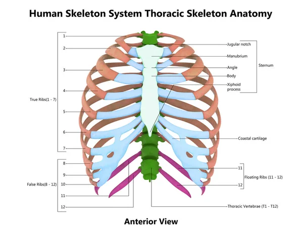 Human Skeleton System Thorax Skeleton Bone Parts Described Labels Anatomy Stockfoto