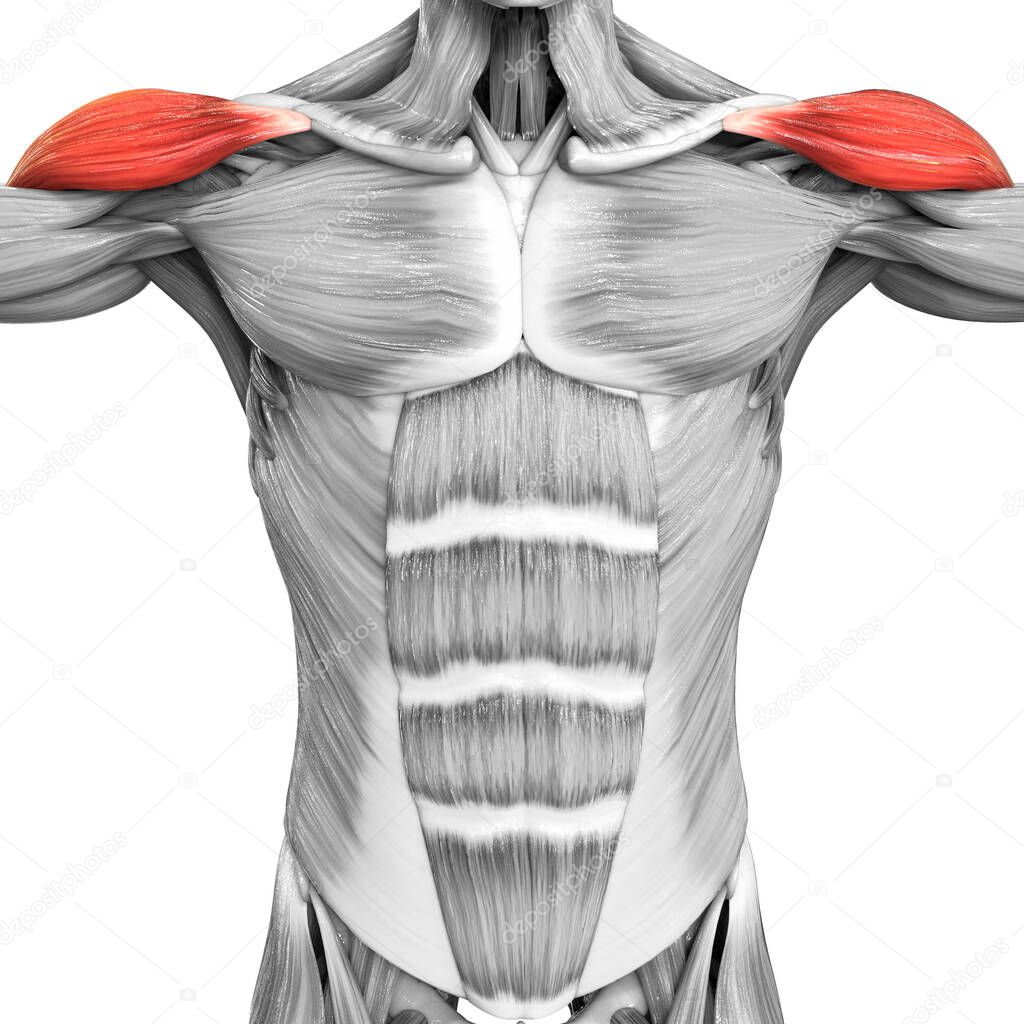 Human Muscular System Arm Muscles Deltoideus Muscle Anatomy. 3D