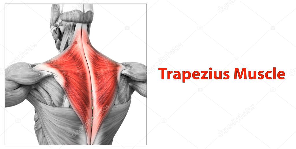 Human Muscular System Torso Muscles Trapezius Muscle Anatomy. 3D