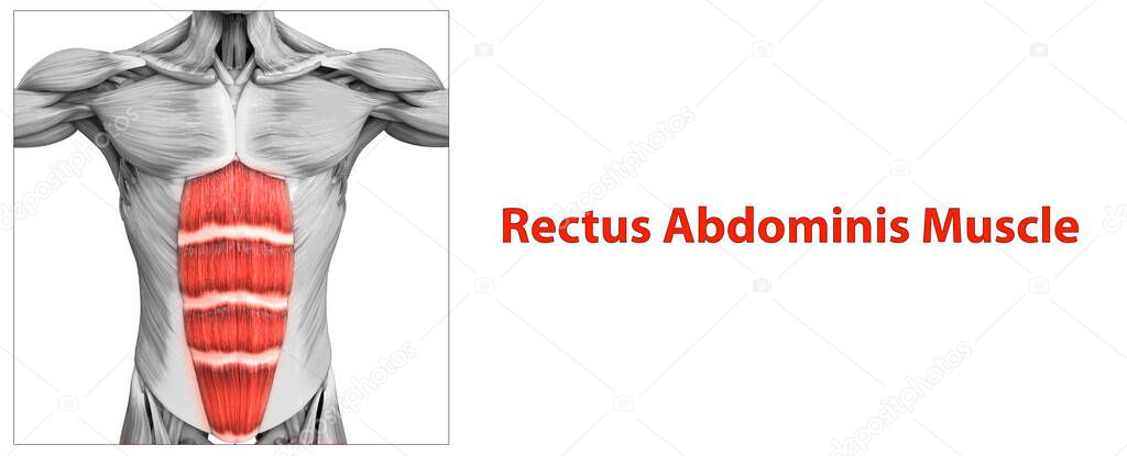 Human Muscular System Torso Muscles Rectus Abdominis Muscle Anatomy. 3D