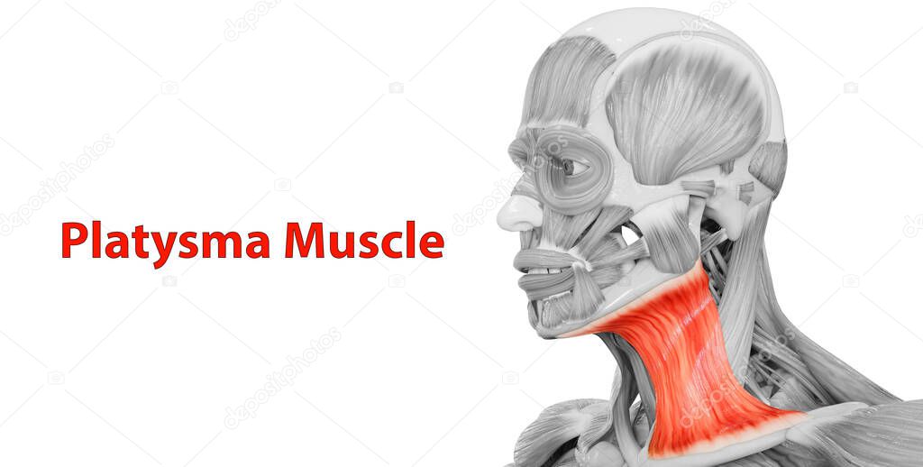 Human Body Muscular System Head Muscles Platysma Muscle Anatomy. 3D