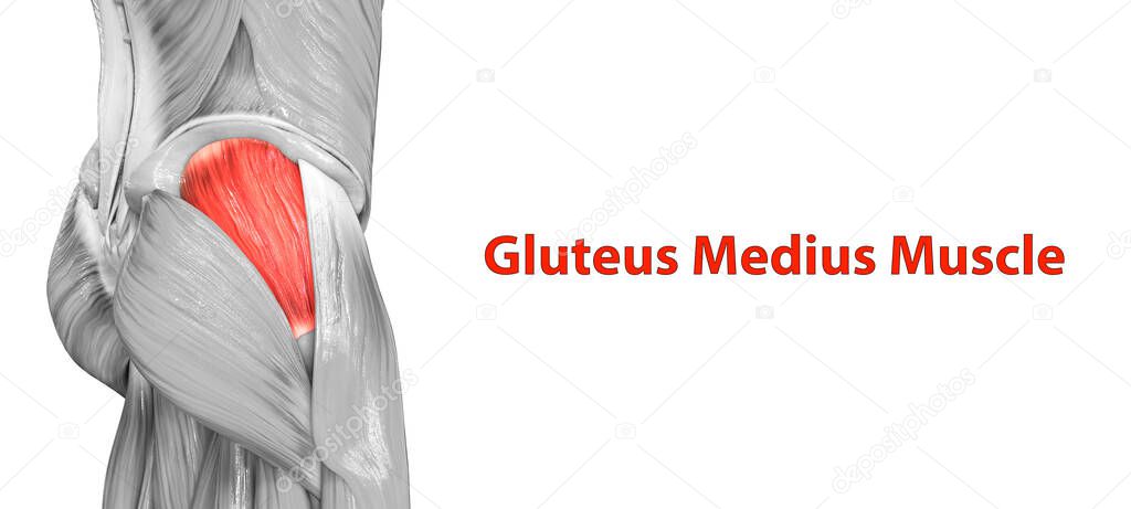 Human Muscular System Leg Muscles Gluteus Medius Muscle Anatomy. 3D
