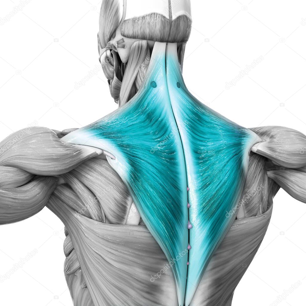 Human Muscular System Torso Muscles Trapezius Muscle Anatomy. 3D