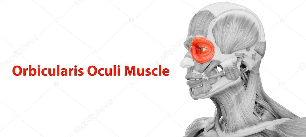 Human Body Muscular System Head Muscles Orbicularis Oculi Muscle Anatomy. 3D