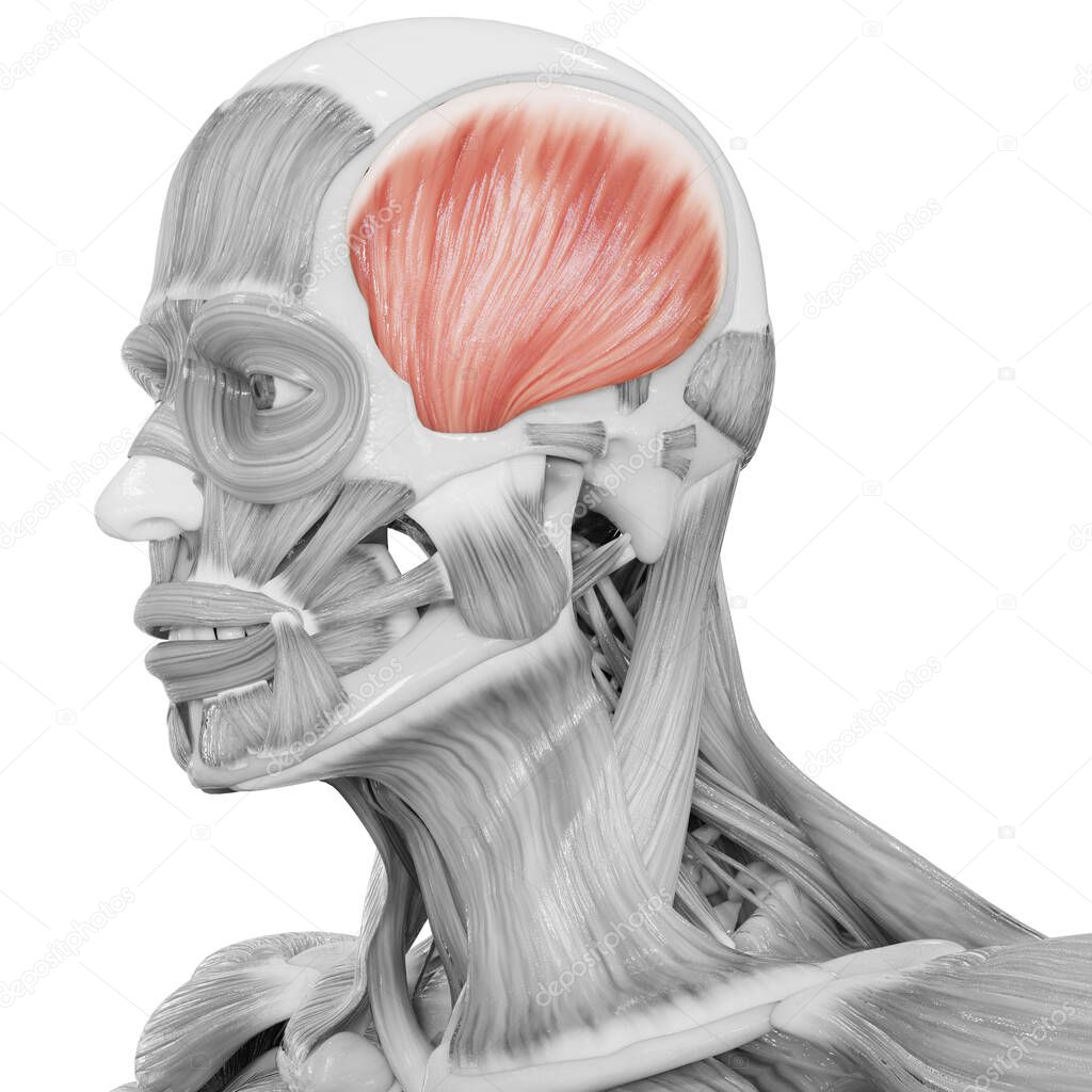 Edit this imageRoyalty-free stock illustration ID: 1861662637Human Body Muscular System Head Muscles Temporal Muscle Anatomy. 3D
