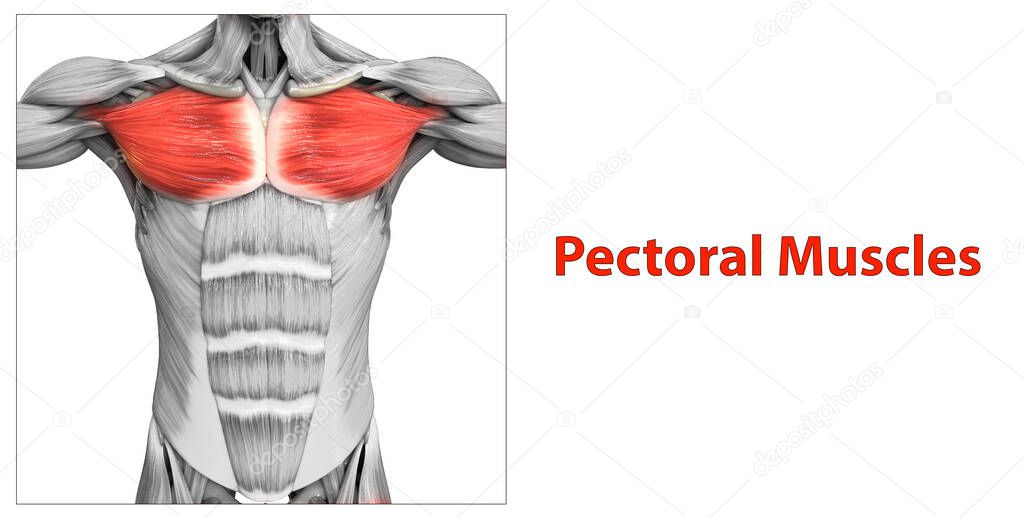 Human Muscular System Torso Muscles Pectoral Muscles Anatomy. 3D