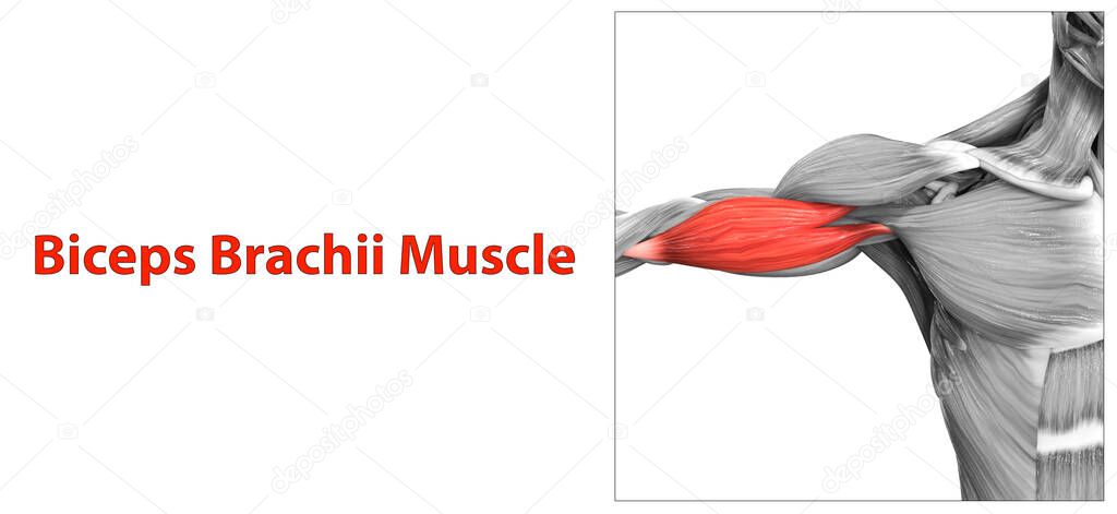 Human Muscular System Arm Muscles Biceps Brachii Anatomy. 3D