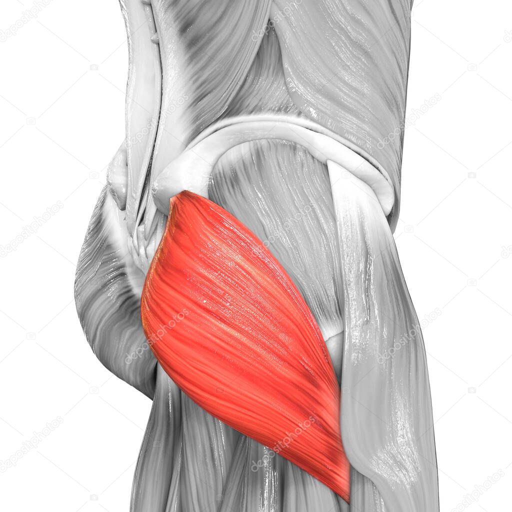 Human Muscular System Leg Muscles Gluteus Maximus Muscle Anatomy. 3D