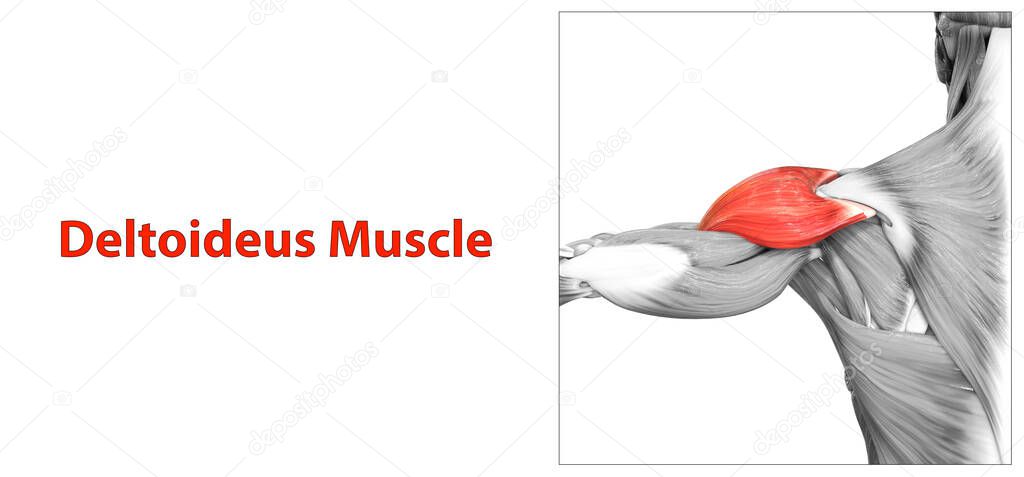 Human Muscular System Arm Muscles Deltoideus Muscle Anatomy. 3D