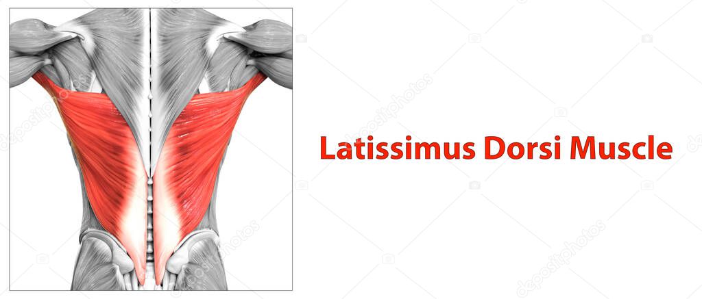 Human Muscular System Torso Muscles Latissimus Dorsi Muscle Anatomy. 3D