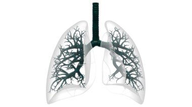 3D  Concept of Human Respiratory System Lungs Anatomy clipart