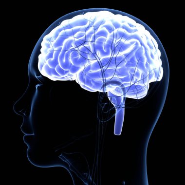 İnsan Sinir Sistemi Beyin Anatomisi Merkezi Organı. Üç Boyut