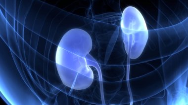 İnsan İdrar Sistemi Böbrekleri Anatomisi. Üç Boyut