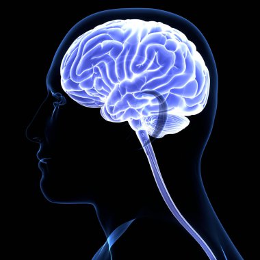 İnsan Sinir Sistemi Beyin Anatomisi Merkezi Organı. Üç Boyut