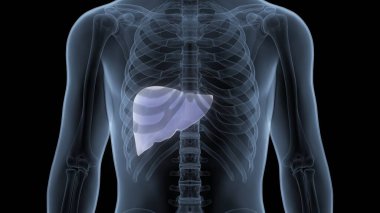 İnsan İç Sindirim Organı Anatomisi. Üç Boyut