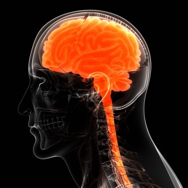 İnsan Sinir Sistemi Beyin Anatomisi Merkezi Organı. Üç Boyut