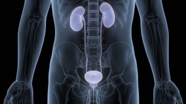 İnsan İdrar Sistemi Böbrekleri Anatomisi. Üç Boyut