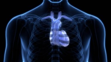 İnsan Dolaşım Sistemi Kalp Anatomisi. Üç Boyut