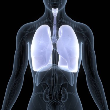 Diyafram anatomisi olan insan solunum sistemi akciğerleri. Üç Boyut