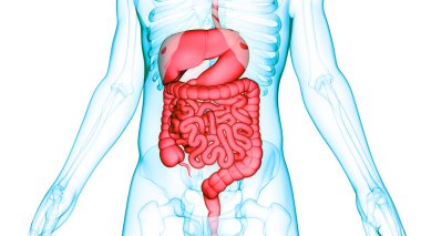 İnsan Sindirim Sistemi Anatomisi. Üç Boyut