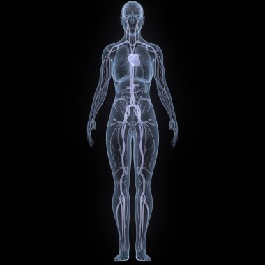 İnsan Dolaşım Sistemi Kalp Anatomisi. Üç Boyut