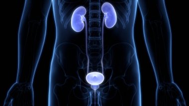 İnsan İdrar Sistemi Böbrekleri Anatomisi. Üç Boyut