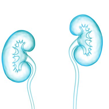 İnsan İdrar Sistemi Böbrekleri Anatomisi. Üç Boyut