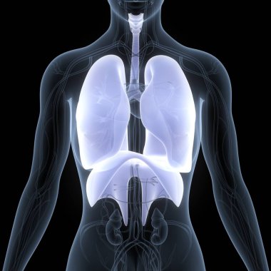 Diyafram anatomisi olan insan solunum sistemi akciğerleri. Üç Boyut