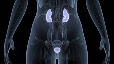İnsan İdrar Sistemi Böbrekleri Anatomisi. Üç Boyut