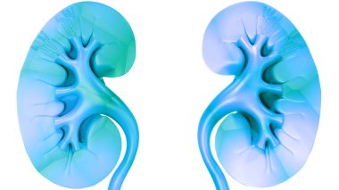 İnsan İdrar Sistemi Böbrekleri Anatomisi. Üç Boyut