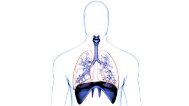 Diyafram anatomisi olan insan solunum sistemi akciğerleri. Üç Boyut