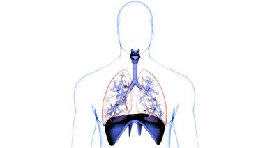 Human Respiratory System Lungs with Diaphragm Anatomy. 3D clipart