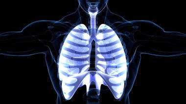Diyafram anatomisi olan insan solunum sistemi akciğerleri. Üç Boyut