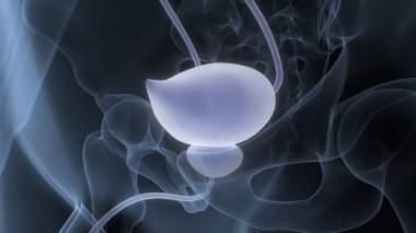 İnsan idrar torbası anatomisi. Üç Boyut