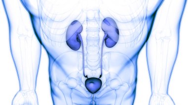 İnsan İdrar Sistemi Böbrekleri Anatomisi. Üç Boyut