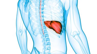 İnsan İç Sindirim Organı Anatomisi. Üç Boyut