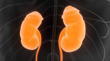 İnsan İdrar Sistemi Böbrekleri Anatomisi. Üç Boyut