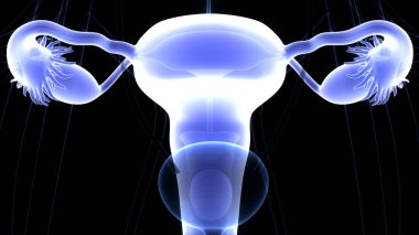 Sinir sistemi ve idrar kesesi anatomisi olan kadın üreme sistemi. Üç Boyut