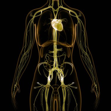 İnsan Dolaşım Sistemi Kalp Anatomisi. Üç Boyut