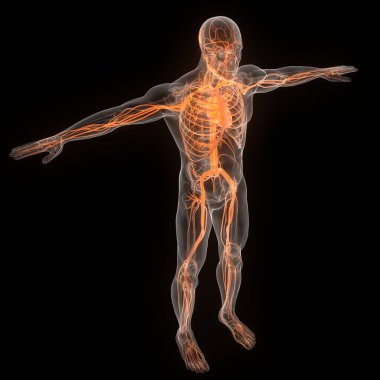 İnsan Dolaşım Sistemi Kalp Anatomisi. Üç Boyut