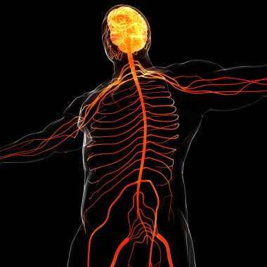 İnsan Sinir Sistemi Beyin Anatomisi Merkezi Organı. Üç Boyut