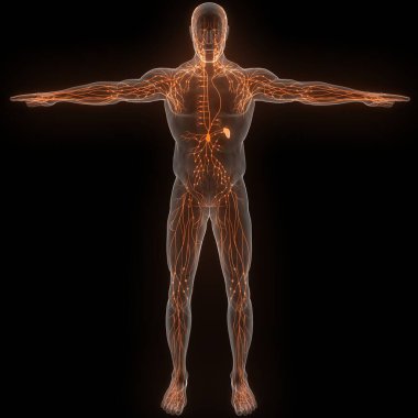 İnsan iç sistemi lenf düğümleri anatomisi. Üç Boyut