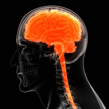 İnsan Sinir Sistemi Beyin Anatomisi Merkezi Organı. Üç Boyut