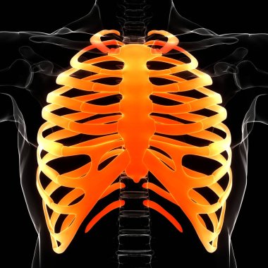 Human Skeleton System Rib Cage Bone Joints Anatomy. 3D clipart
