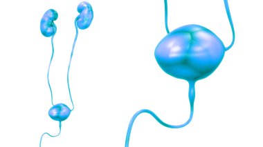 İnsan İdrar Sistemi Böbrekleri Anatomisi. Üç Boyut